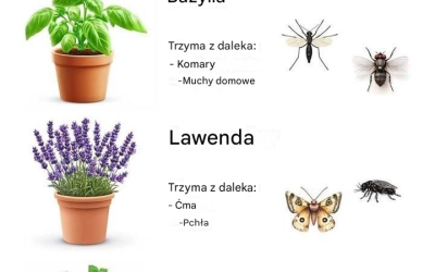 15 najlepszych roślin odstraszających szkodniki