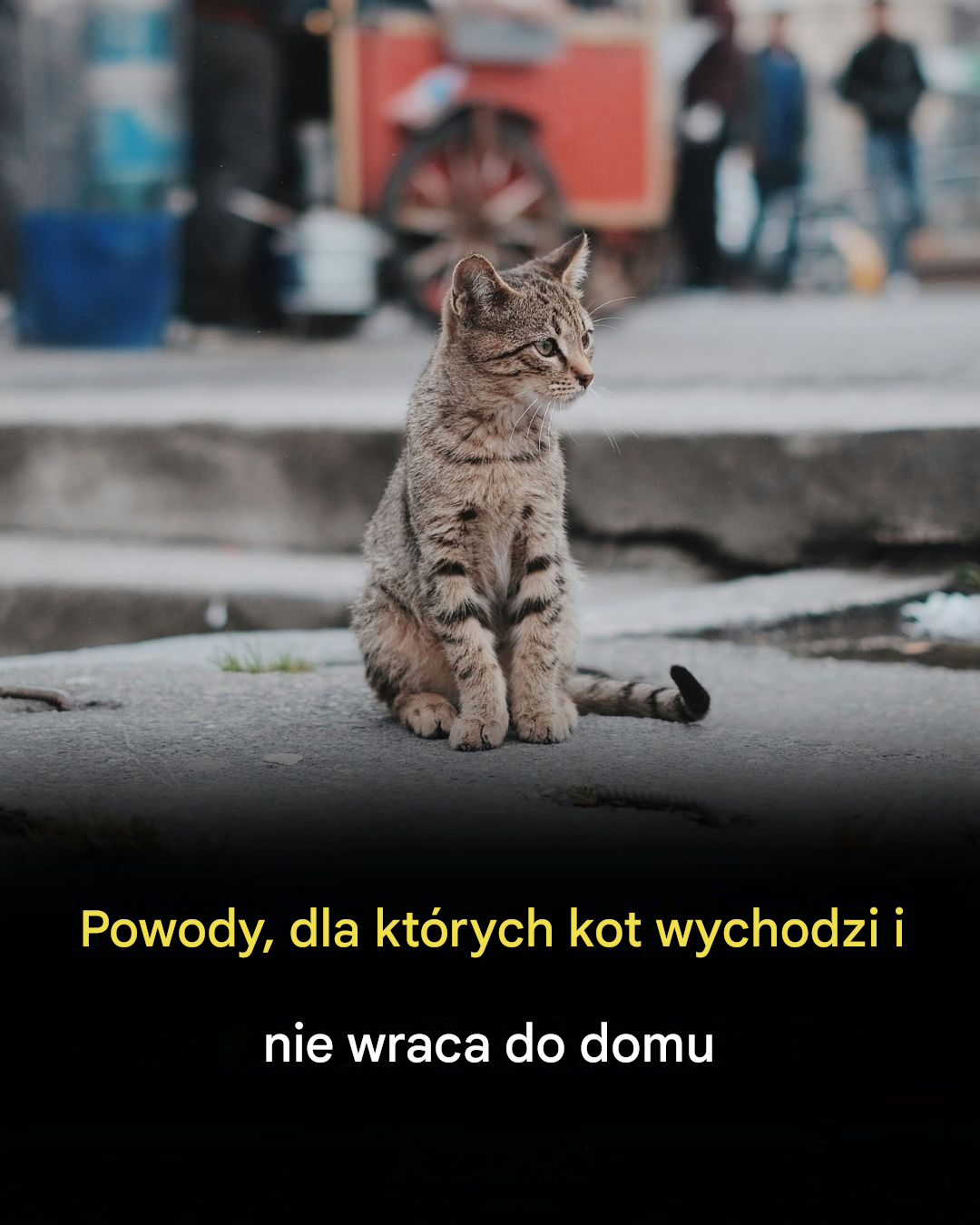 Dlaczego koty opuszczają dom i już do niego nie wracają