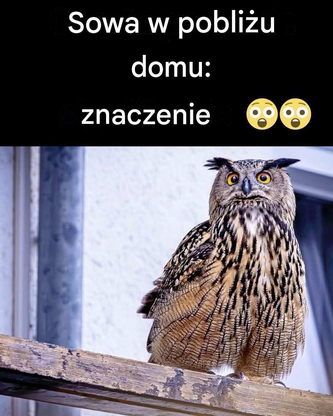 Czy wiesz, co oznacza pojawienie się sowy w pobliżu?