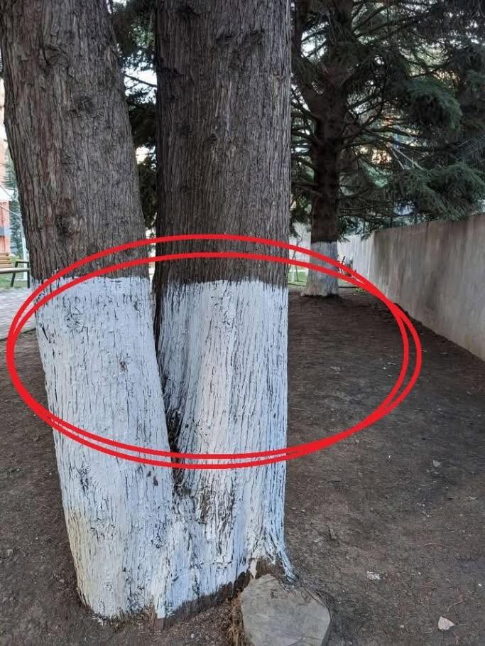Mało kto wie, dlaczego pnie drzew maluje się na biało.
