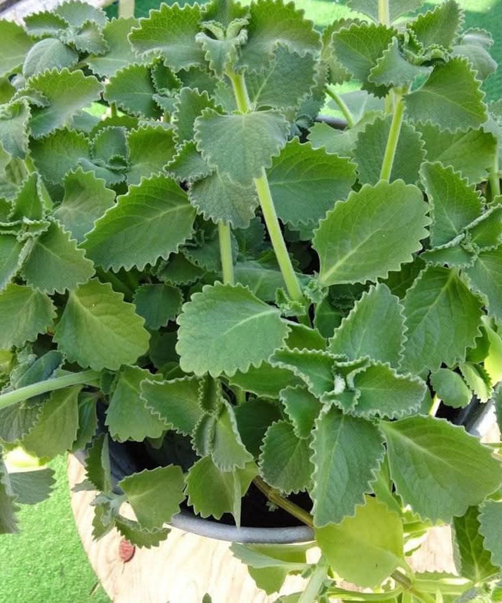 Naukowe spojrzenie na rolę oregano we wspieraniu dobrego samopoczucia