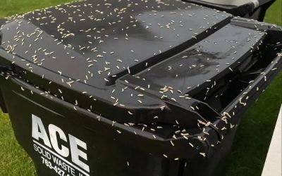 Jak zapobiec zasiedlaniu kosza na śmieci przez robaki