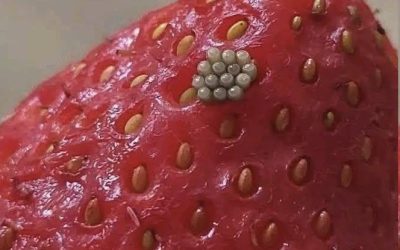 Białe robaki w truskawkach? Co się dzieje, gdy moczymy jagody w słonej wodzie (i czy nadal nadają się do spożycia)