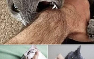 Dlaczego Twój kot gryzie? Poznaj przyczyny i sposoby leczenia