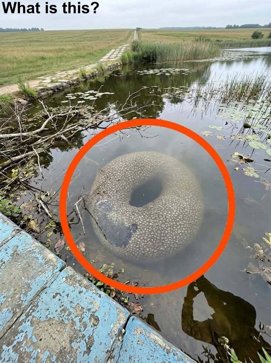 Znaleziono go w sztucznym jeziorze we wsi. Na początku, kiedy zobaczyłem go z daleka, bardzo się przestraszyłem.