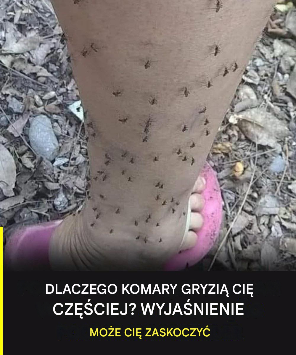 Dlaczego komary zawsze wybierają właśnie ciebie? Naukowe wyjaśnienie, którego mało kto zna.