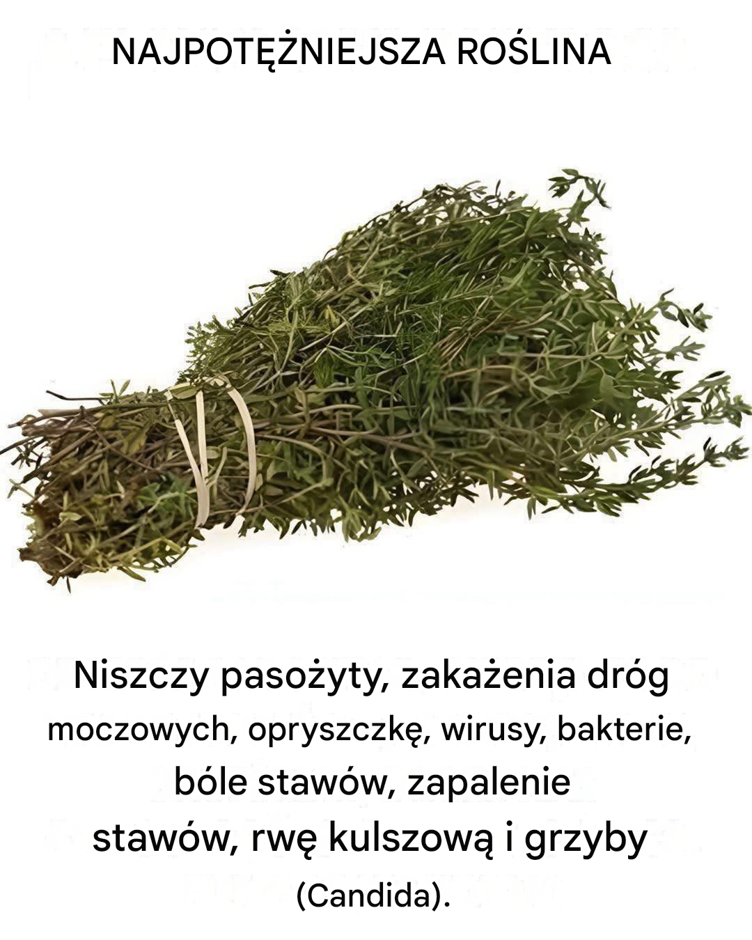 Roślina ta wykracza poza kuchnię i jest jedną z najpotężniejszych na świecie.