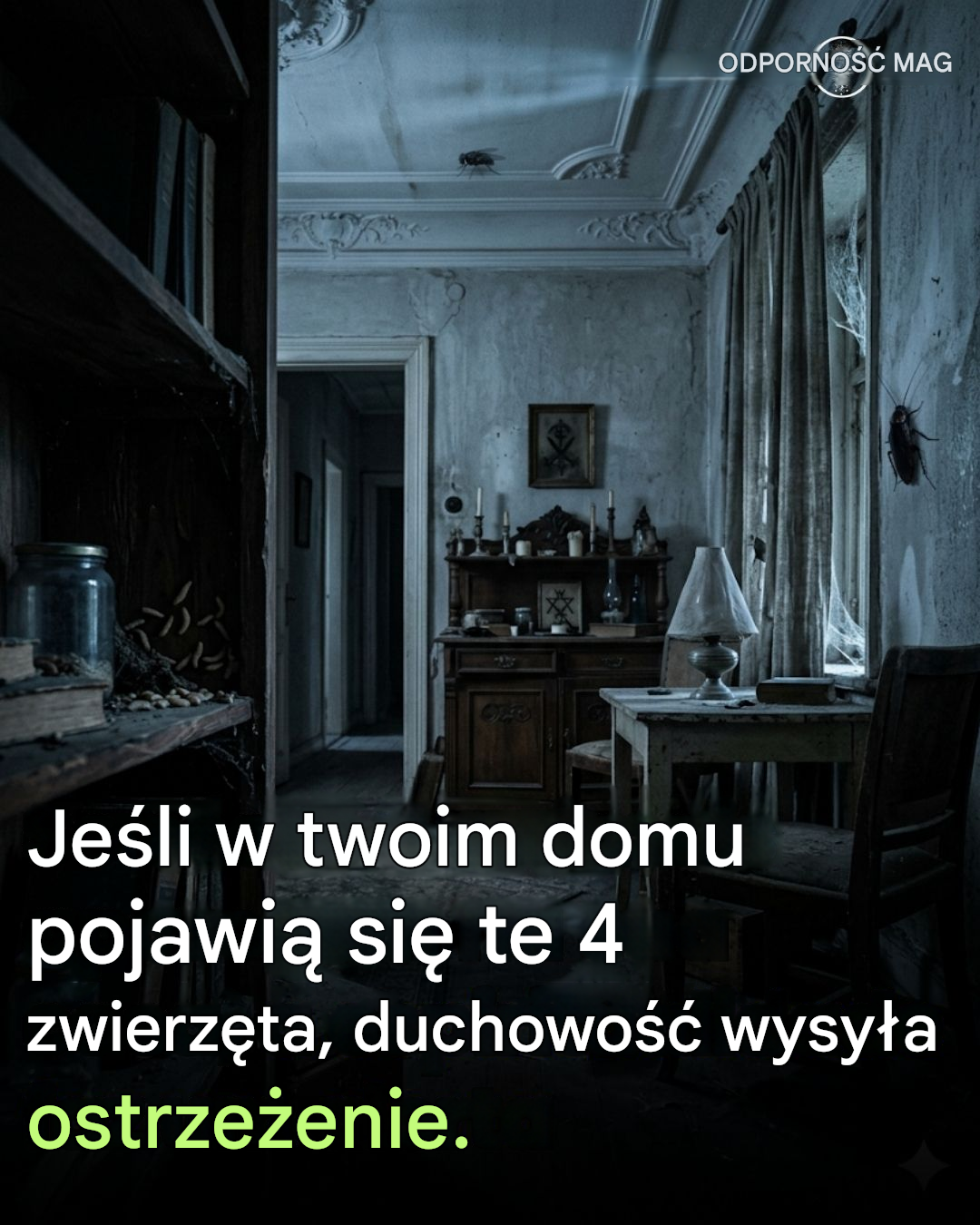 4 zwierzęta, które mogą wskazywać na negatywną energię w Twoim domu (i co to oznacza duchowo)