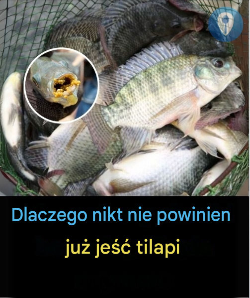 Czy dzieci i osoby starsze powinny regularnie jeść tilapię? Oto, co mówią eksperci